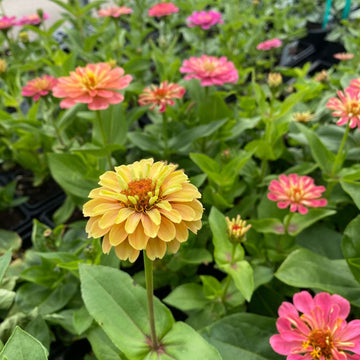 Zinnia