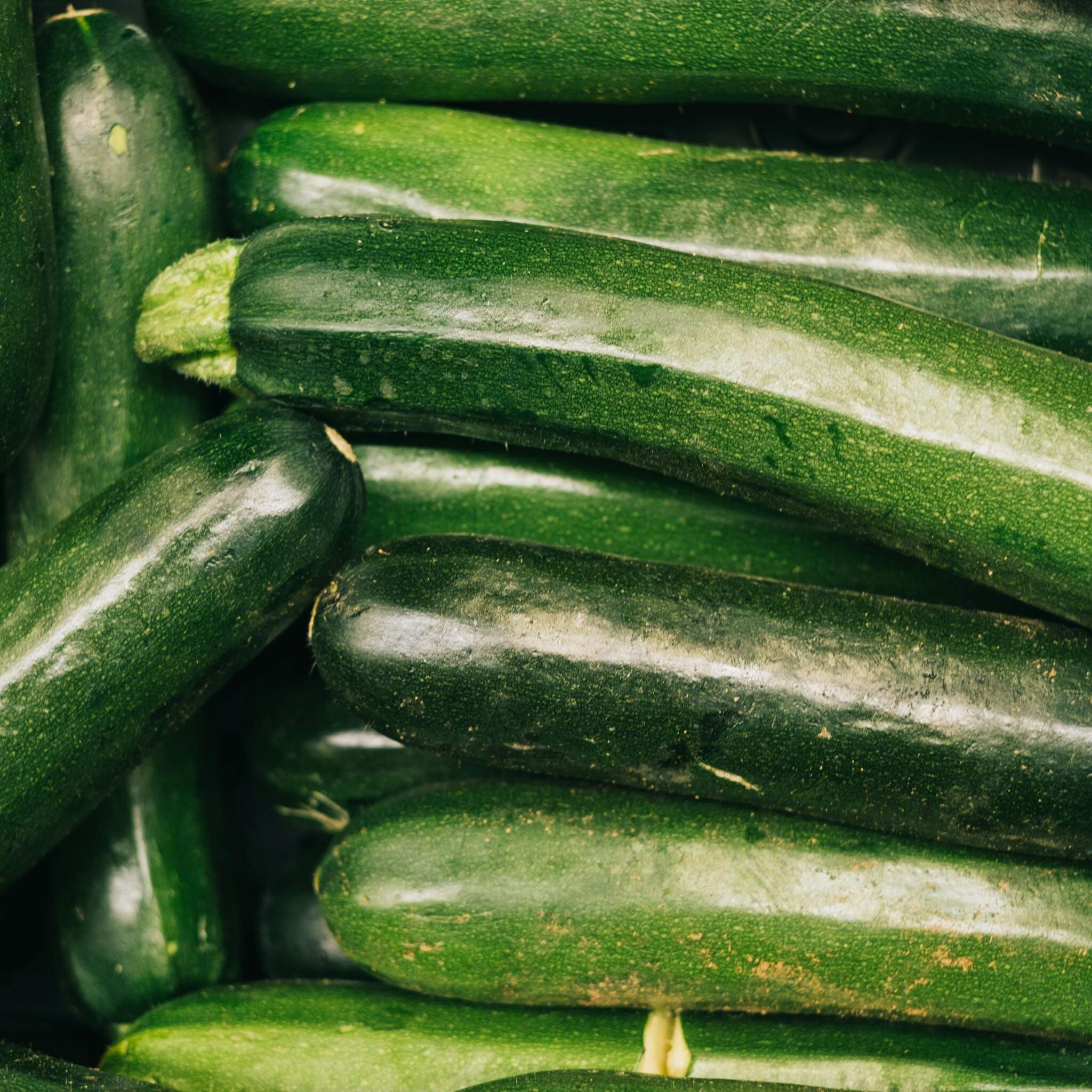 Zucchini