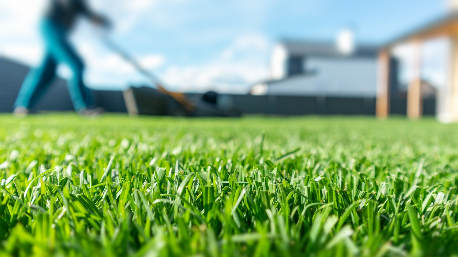 Close-up of a healthy, freshly mowed green lawn in an Ottawa backyard, with a person mowing in the background on a sunny day.