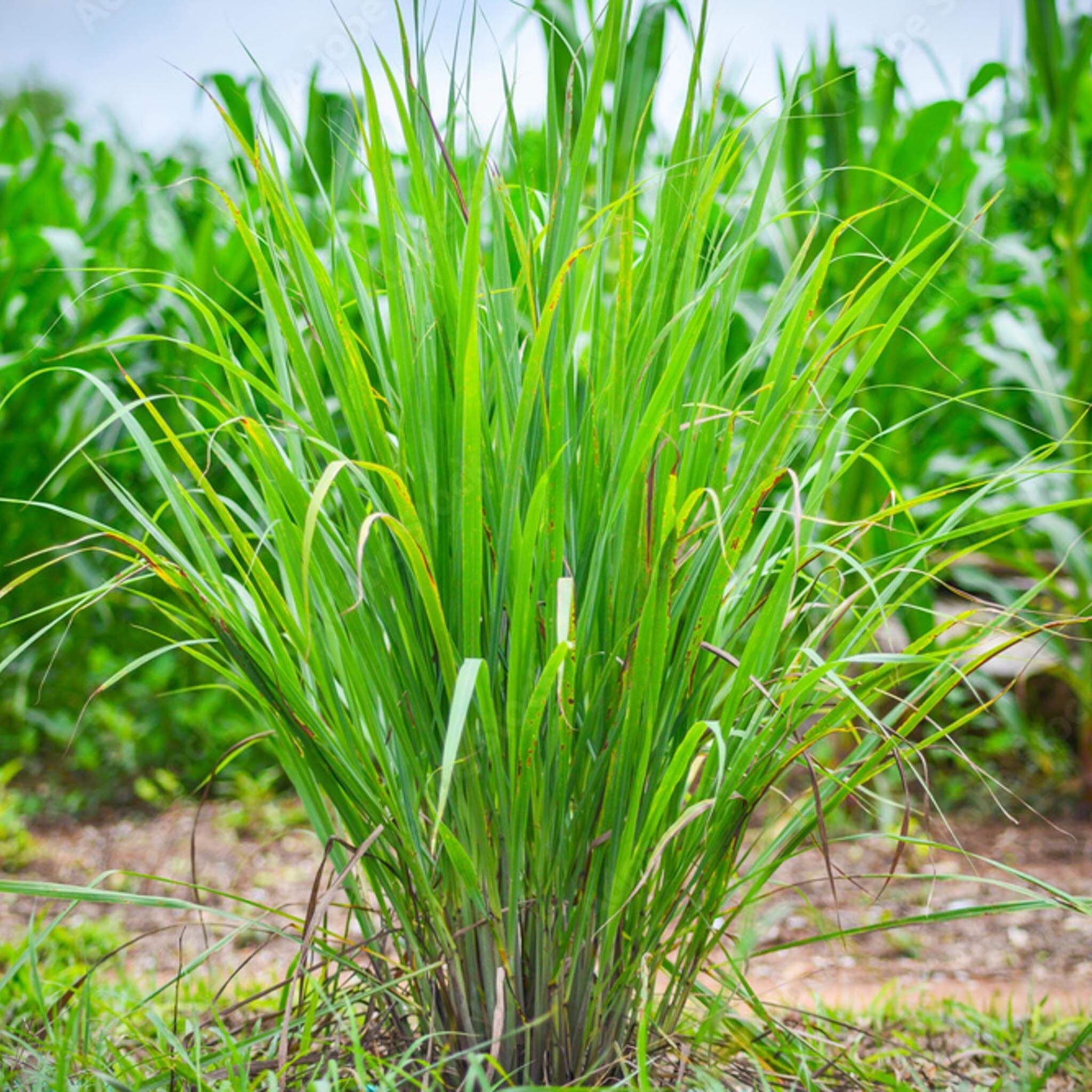 Lemon Grass